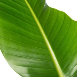 Paradijsvogelplant (Strelitzia Nicolai) D 24 H 80 Cm -Buiten Gereedschaps Winkel 5708869717859 3