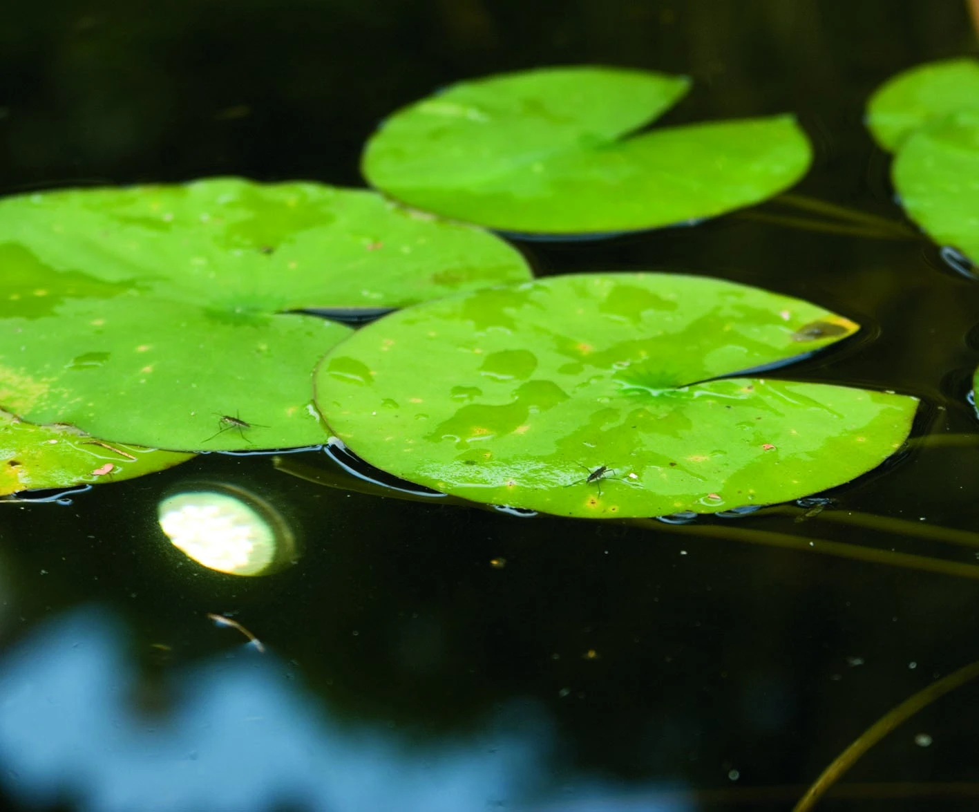 Ubbink Vijververlichting MiniBright 20 Leds 4 Ubbink Vijververlichting MiniBright 20 Leds - Afbeelding 4