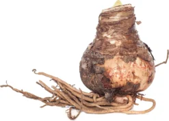 Florex Amaryllis (Hippeastrum) 'White Garden' 5/7