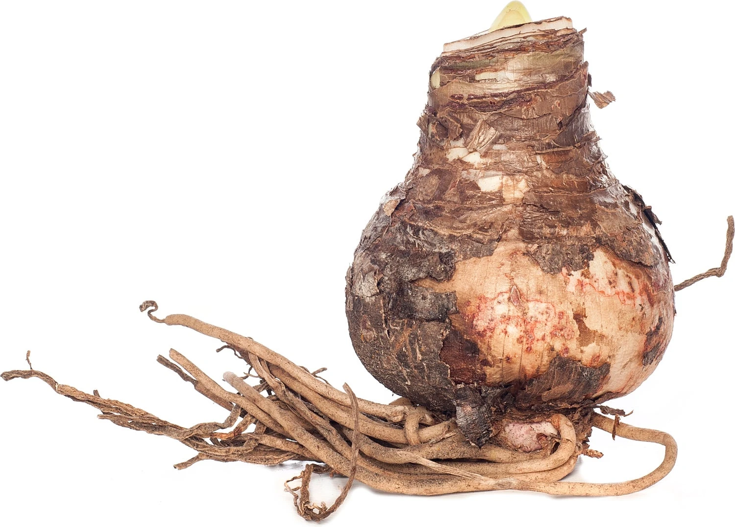 Florex Amaryllis (Hippeastrum) 'White Garden' 5/7 1 Florex Amaryllis (Hippeastrum) 'White Garden' 5/7