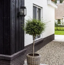 KS Verlichting Wandlamp Boston Zwart 16 X 12,7 X 26 Cm -Buiten Gereedschaps Winkel 8714732776707 6