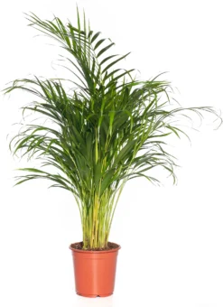 Goudpalm (Dypsis Lutescens) D 21 H 100 Cm