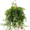 Lipstickplant (Aeschynanthus 'Caro') D 15 H 35 Cm