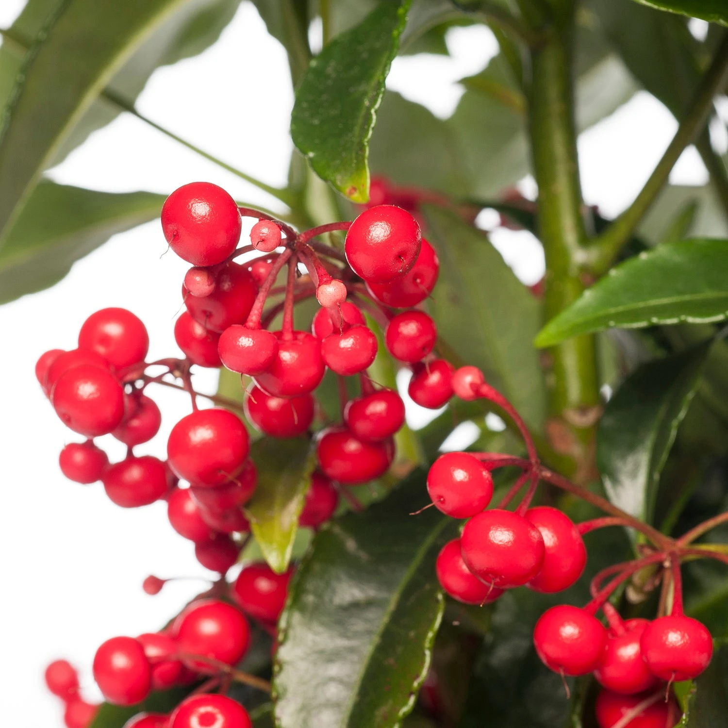 Ardisia (Ardisia Crenata Bos Premium) D 14 H 40 Cm 2 Ardisia (Ardisia Crenata Bos Premium) D 14 H 40 Cm - Afbeelding 2