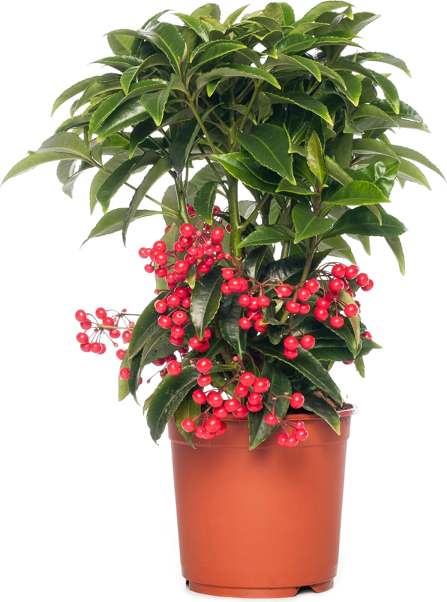 Ardisia (Ardisia Crenata Bos Premium) D 14 H 40 Cm 1 Ardisia (Ardisia Crenata Bos Premium) D 14 H 40 Cm
