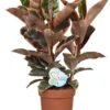 Rubberboom (Ficus Elastica 'Belize') - D 24 Cm