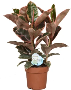 Rubberboom (Ficus Elastica 'Belize') - D 24 Cm