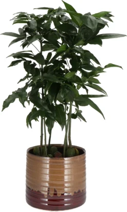 Australische Kastanje (Castanospermum Australe) D 17 H 60 Cm