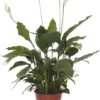 Lepelplant (Spathiphyllum Alfetta) D 24 H 90 Cm