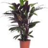 Calathea (Calathea Rufibarba 'Wavestar') D 19 H 75 Cm