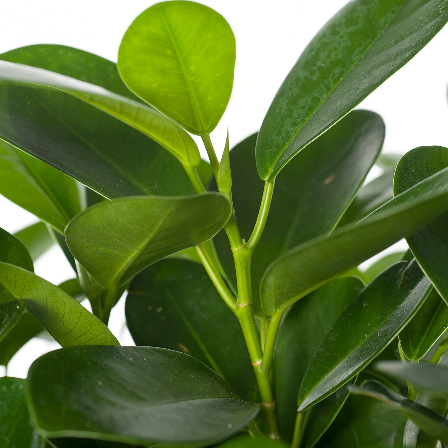 Vijgenboom (Ficus Microcarpa 'Moclame') D 17 H 60 Cm 2 Vijgenboom (Ficus Microcarpa 'Moclame') D 17 H 60 Cm - Afbeelding 2