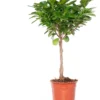 Vijgenboom (Ficus Microcarpa 'Moclame') D 17 H 60 Cm