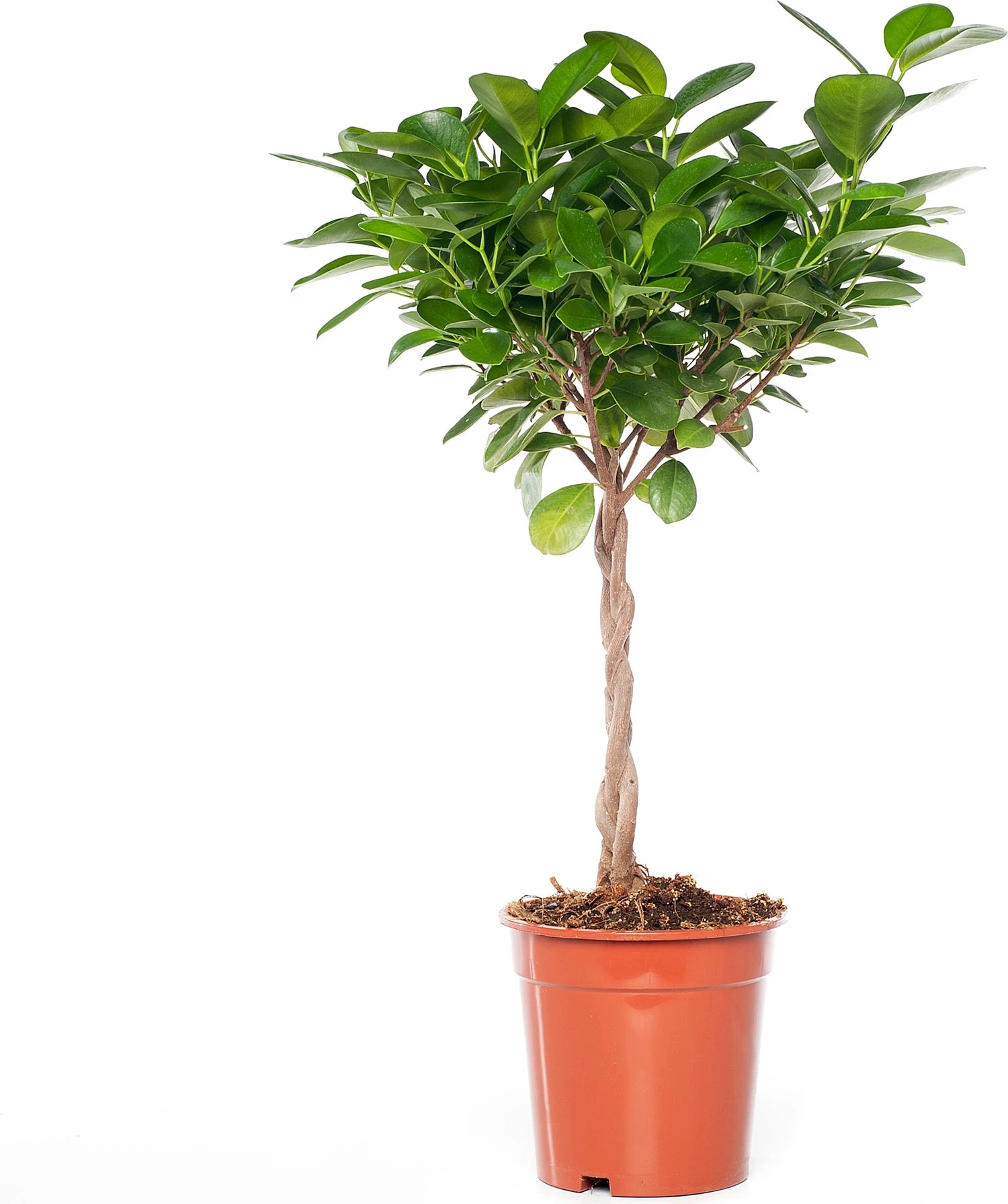 Vijgenboom (Ficus Microcarpa 'Moclame') D 17 H 60 Cm 1 Vijgenboom (Ficus Microcarpa 'Moclame') D 17 H 60 Cm