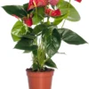 Flamingoplant (Anthurium Andreanum 'Sierra') D 17 H 55 Cm