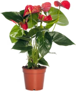 Flamingoplant (Anthurium Andreanum 'Sierra') D 17 H 55 Cm