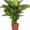 Dieffenbachia (Dieffenbachia Seguine 'Maroba') D 21 H 90 Cm