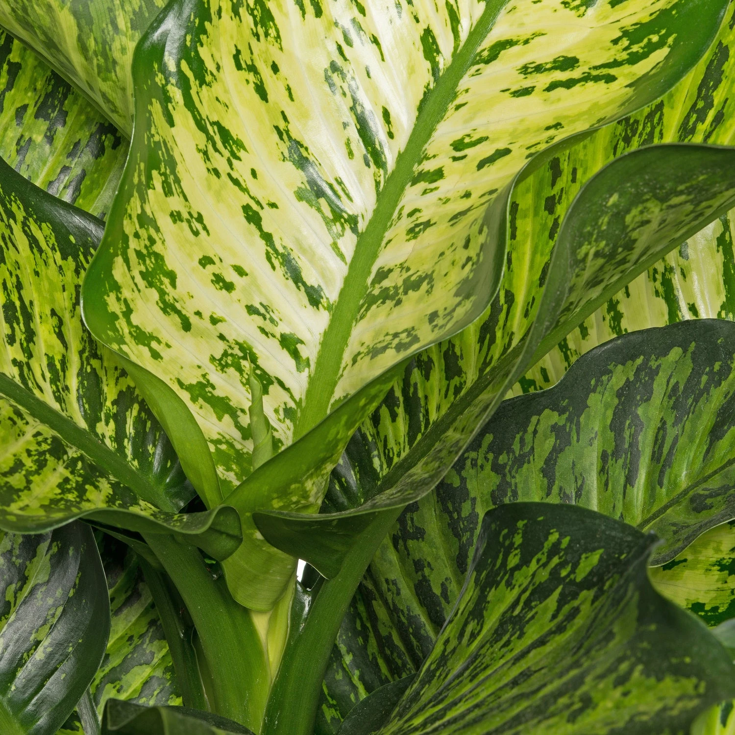 Dieffenbachia (Dieffenbachia Seguine 'Maroba') D 21 H 90 Cm 2 Dieffenbachia (Dieffenbachia Seguine 'Maroba') D 21 H 90 Cm - Afbeelding 2