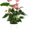 Flamingoplant (Anthurium Andreanum 'Pink Champion') D 14 H 50 Cm