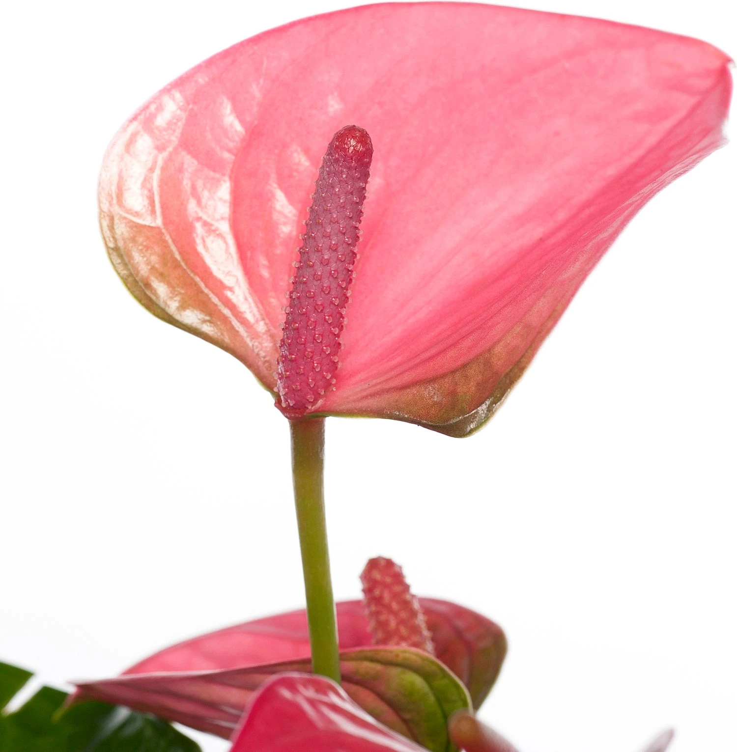 Flamingoplant (Anthurium Andreanum 'Pink Champion') D 14 H 50 Cm 2 Flamingoplant (Anthurium Andreanum 'Pink Champion') D 14 H 50 Cm - Afbeelding 2