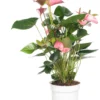 Pokon Flamingoplant (Anthurium Andreanum 'Pink Champion') D 17 H 60 Cm