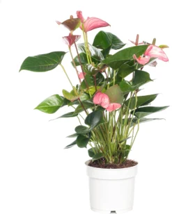 Pokon Flamingoplant (Anthurium Andreanum 'Pink Champion') D 17 H 60 Cm