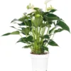 Flamingoplant (Anthurium Andreanum 'White Champion') D 14 H 50 Cm