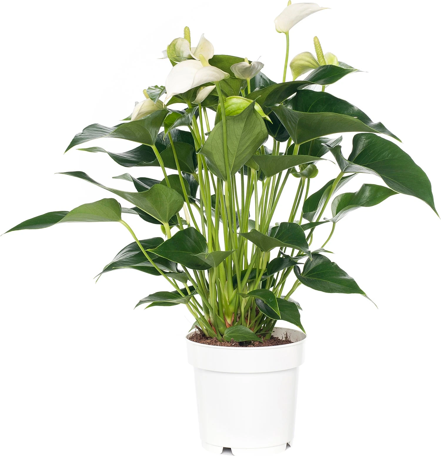 Flamingoplant (Anthurium Andreanum 'White Champion') D 14 H 50 Cm 1 Flamingoplant (Anthurium Andreanum 'White Champion') D 14 H 50 Cm