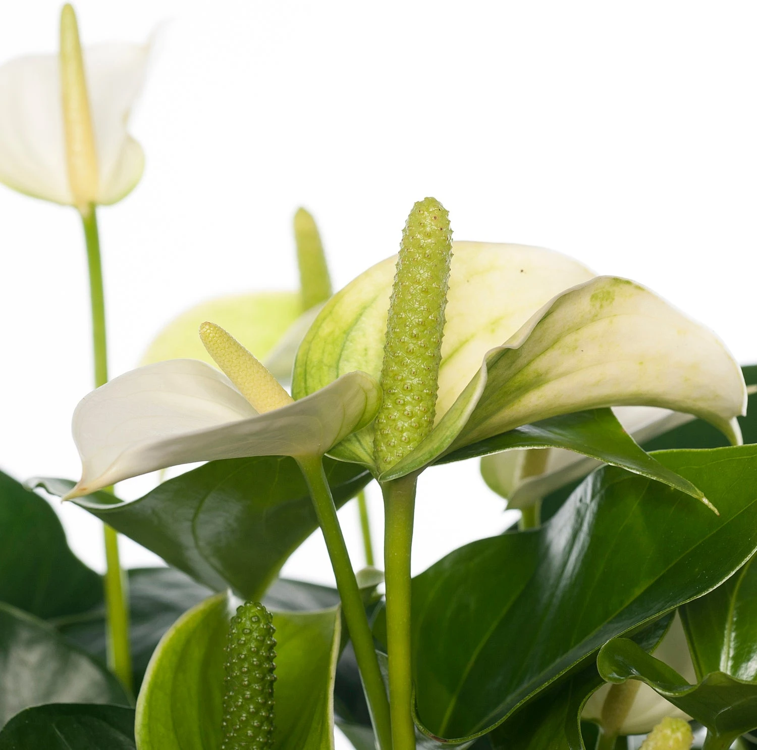 Flamingoplant (Anthurium Andreanum 'White Champion') D 14 H 50 Cm 2 Flamingoplant (Anthurium Andreanum 'White Champion') D 14 H 50 Cm - Afbeelding 2