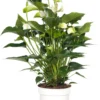 Flamingoplant (Anthurium Andreanum 'White Champion') D 21 H 70 Cm