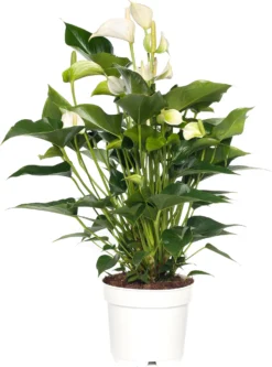 Flamingoplant (Anthurium Andreanum 'White Champion') D 21 H 70 Cm
