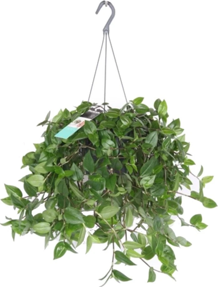 Vaderplant (Tradescantia 'Green Hill') D 17 H 35 Cm 1 Vaderplant (Tradescantia 'Green Hill') D 17 H 35 Cm