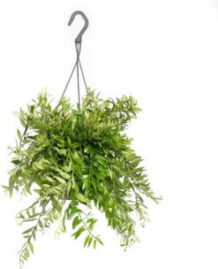 Lippenstiftplant (Aeschynanthus 'Japhrolepis') D 15 H 25 Cm