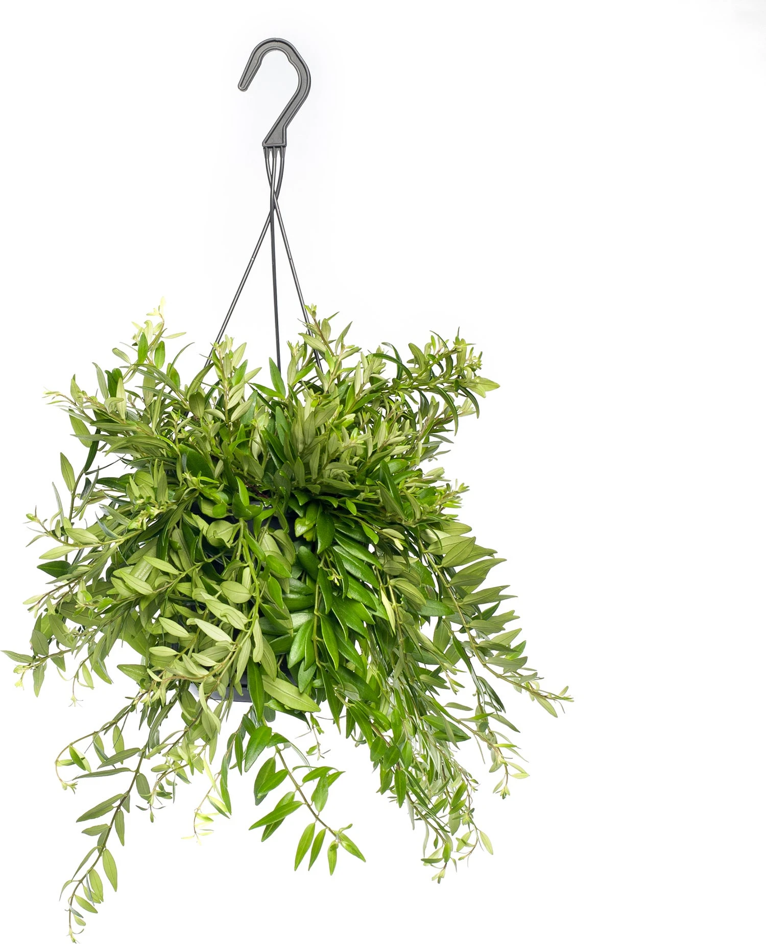 Lippenstiftplant (Aeschynanthus 'Japhrolepis') D 15 H 25 Cm 1 Lippenstiftplant (Aeschynanthus 'Japhrolepis') D 15 H 25 Cm