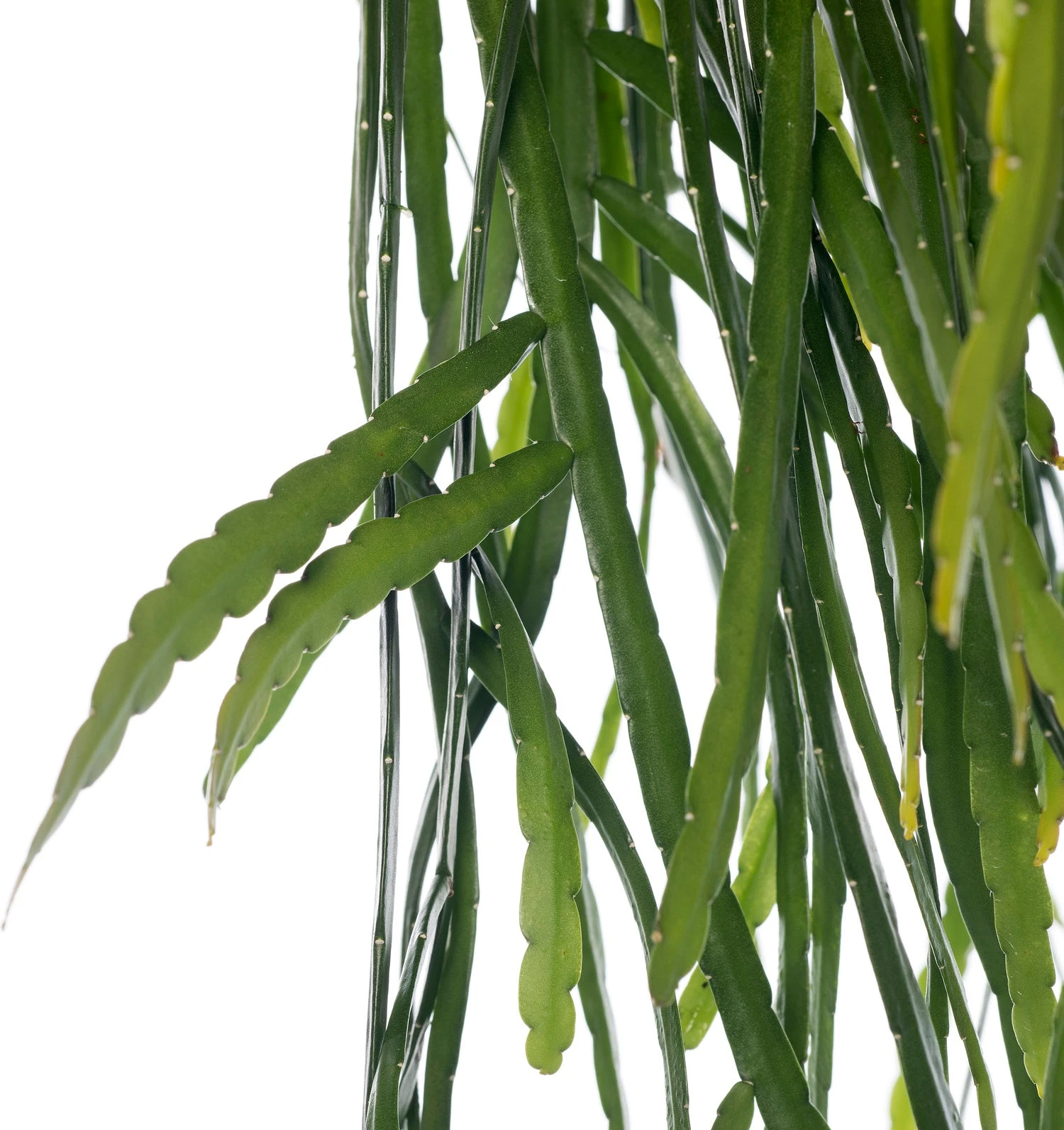 Lepismium (Lepismium Bolivianum) D 21 H 55 Cm 2 Lepismium (Lepismium Bolivianum) D 21 H 55 Cm - Afbeelding 2