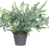 Blauwvaren (Phlebodium Aureum 'Blue Star') D 19 H 55 Cm