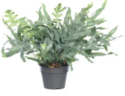 Blauwvaren (Phlebodium Aureum 'Blue Star') D 19 H 55 Cm
