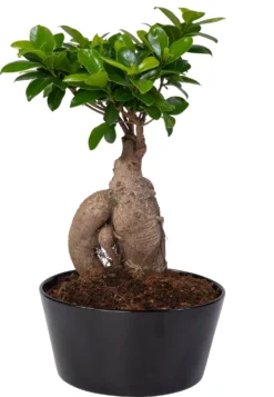 Chinese Vijg (Ficus Microcarpa 'Ginseng') D 22 H 40 Cm
