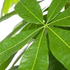 Geldboom (Pachira Aquatica) D 35 H 190 Cm -Buiten Gereedschaps Winkel 8717263114864 2 1