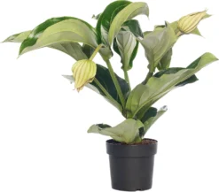 Medinilla (Medinilla Magnifica) D 17 H 60 Cm