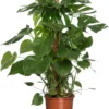 Gatenplant Met Mosstok (Monstera Pertusum) D 19 H 80 Cm