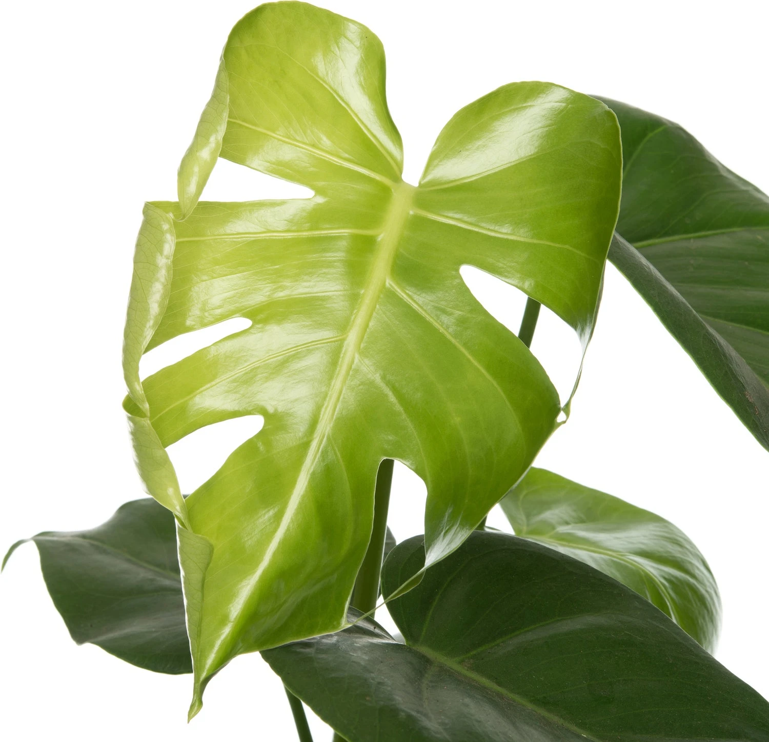 Gatenplant Met Mosstok (Monstera Pertusum) D 19 H 80 Cm 2 Gatenplant Met Mosstok (Monstera Pertusum) D 19 H 80 Cm - Afbeelding 2