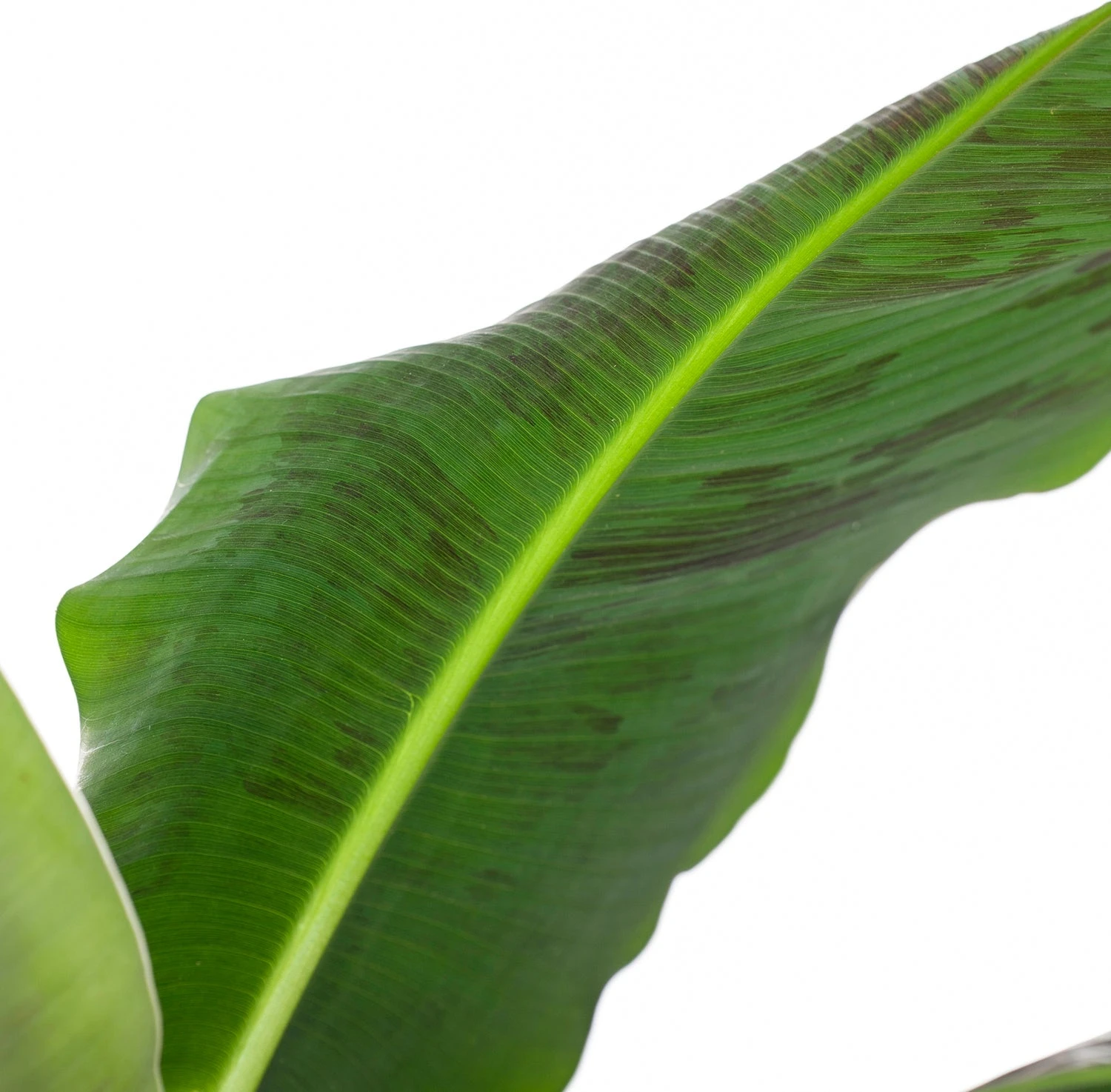 Bananenplant (Musa 'Dwarf Cavendish') D 21 H 80 Cm 2 Bananenplant (Musa 'Dwarf Cavendish') D 21 H 80 Cm - Afbeelding 2