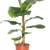 Bananenplant (Musa 'Dwarf Cavendish') D 21 H 80 Cm