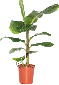 Bananenplant (Musa 'Dwarf Cavendish') D 21 H 80 Cm