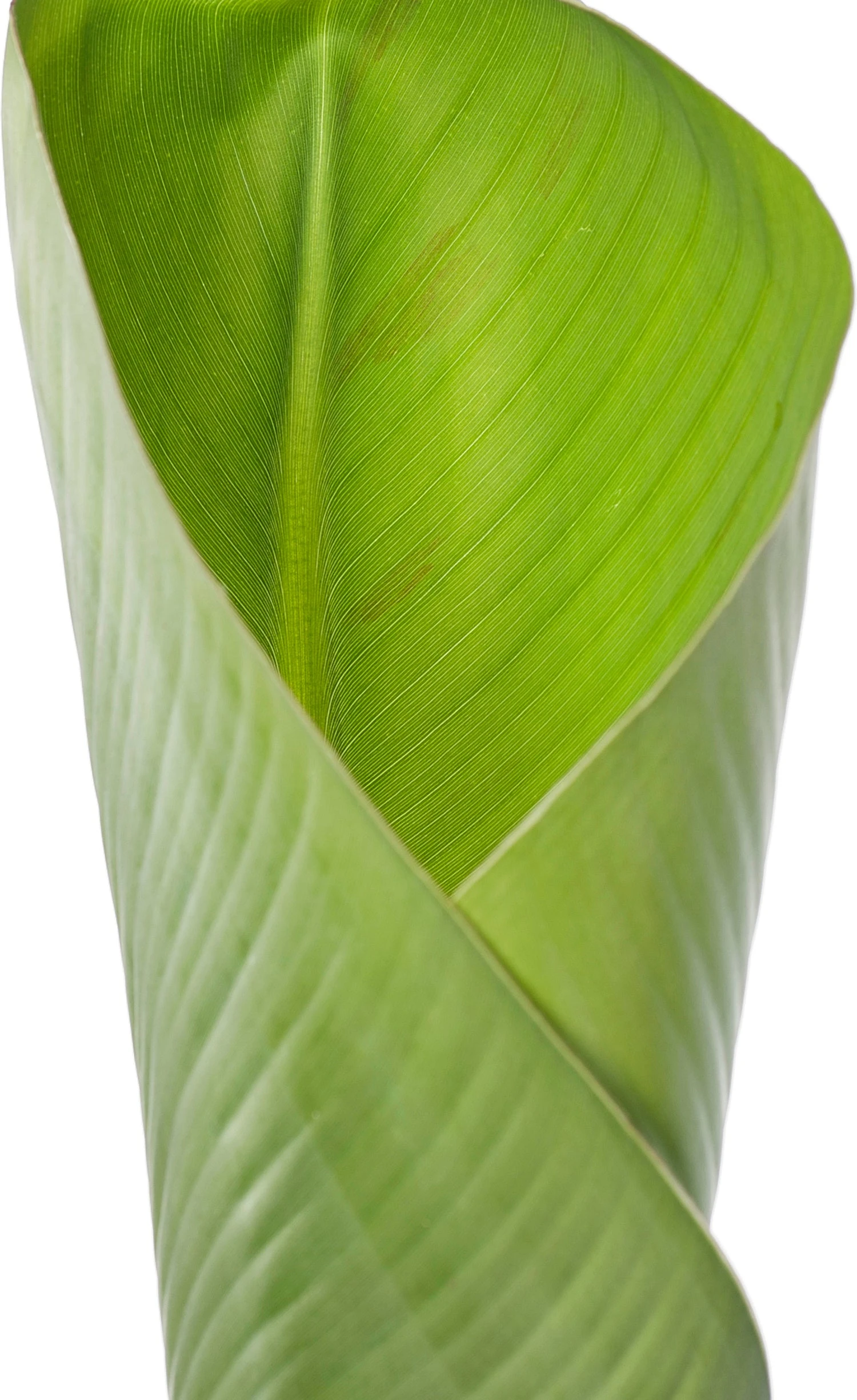 Bananenplant (Musa 'Dwarf Cavendish') D 35 H 130 Cm 2 Bananenplant (Musa 'Dwarf Cavendish') D 35 H 130 Cm - Afbeelding 2