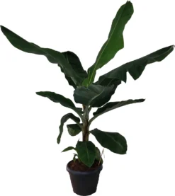 Bananenplant (Musa 'Dwarf Cavendish') D 35 H 130 Cm 5 Bananenplant (Musa 'Dwarf Cavendish') D 35 H 130 Cm -Buiten Gereedschaps Winkel 8717263115687 1