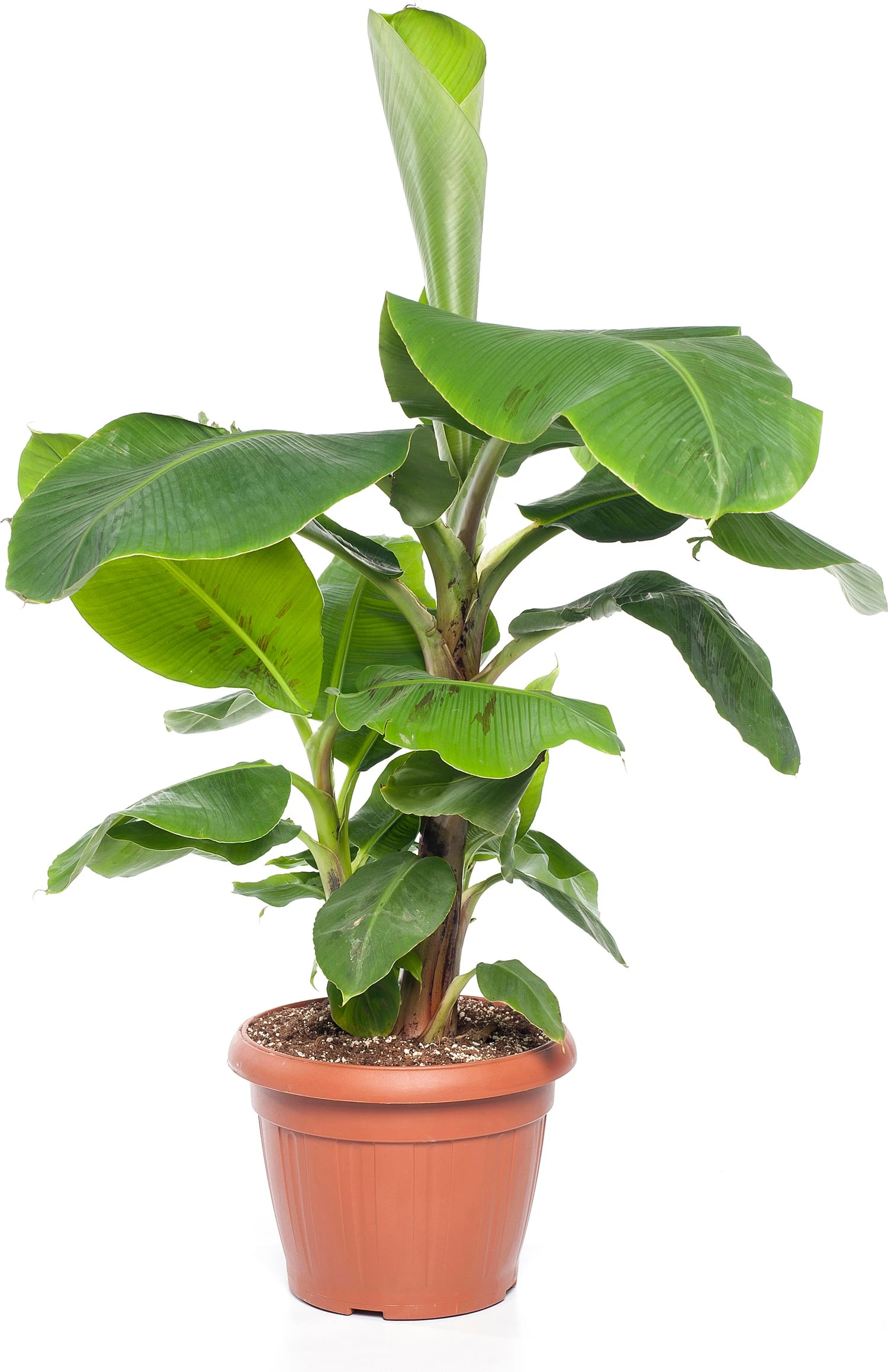 Bananenplant (Musa 'Dwarf Cavendish') D 35 H 130 Cm 1 Bananenplant (Musa 'Dwarf Cavendish') D 35 H 130 Cm