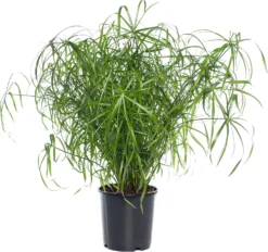 Parapluplant (Cyperus Alternifolius) D 21 H 80 Cm