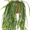 Rotskoraal (Rhipsalis Neves-armondii) D 25 H 50 Cm