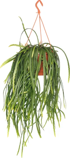 Rotskoraal (Rhipsalis Neves-armondii) D 25 H 50 Cm